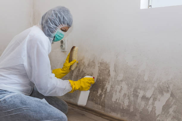 Reliable Clementon, NJ Mold Inspection, Removal & Remediation Solutions